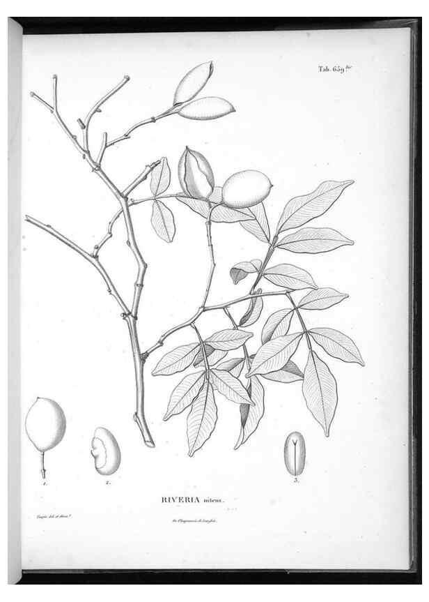 Reproducción/Reproduction 49556683701: Nova genera et species plantarum :. Antverpiae :Ex officina Christophori Plantini ...,1576.. 