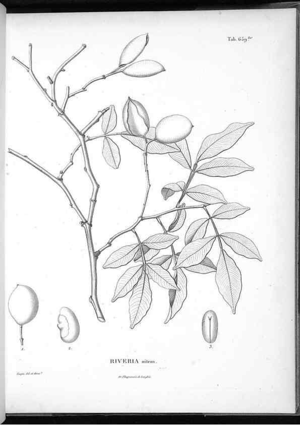Reproducción/Reproduction 49556683701: Nova genera et species plantarum :. Antverpiae :Ex officina Christophori Plantini ...,1576.. 