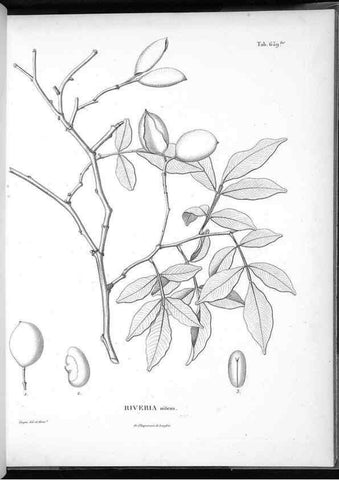 Reproducción/Reproduction 49556683701: Nova genera et species plantarum :. Antverpiae :Ex officina Christophori Plantini ...,1576.. 