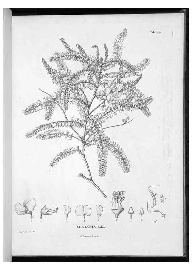 Reproducción/Reproduction 49556187493: Nova genera et species plantarum :. Antverpiae :Ex officina Christophori Plantini ...,1576.. 