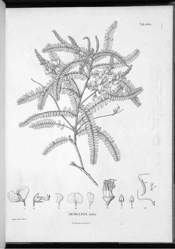 Reproducción/Reproduction 49556187493: Nova genera et species plantarum :. Antverpiae :Ex officina Christophori Plantini ...,1576.. 