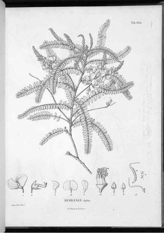 Reproducción/Reproduction 49556187493: Nova genera et species plantarum :. Antverpiae :Ex officina Christophori Plantini ...,1576.. 