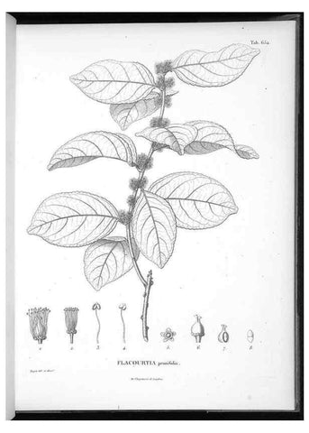 Reproducción/Reproduction 49556920057: Nova genera et species plantarum :. Antverpiae :Ex officina Christophori Plantini ...,1576.. 