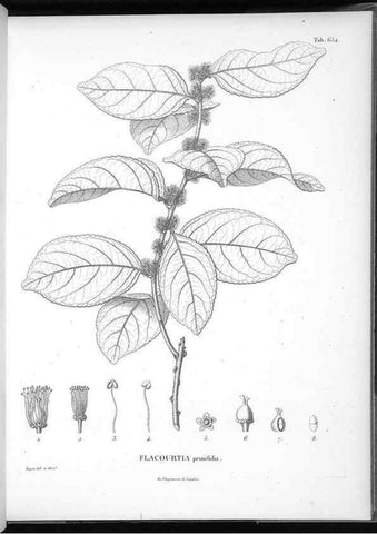 Reproducción/Reproduction 49556920057: Nova genera et species plantarum :. Antverpiae :Ex officina Christophori Plantini ...,1576.. 