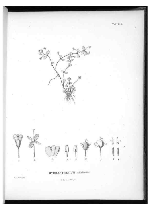 Reproducción/Reproduction 49556183838: Nova genera et species plantarum :. Antverpiae :Ex officina Christophori Plantini ...,1576.. 