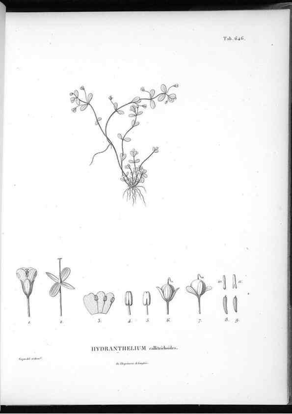 Reproducción/Reproduction 49556183838: Nova genera et species plantarum :. Antverpiae :Ex officina Christophori Plantini ...,1576.. 