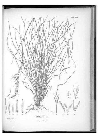Reproducción/Reproduction 49556927792: Nova genera et species plantarum :. Antverpiae :Ex officina Christophori Plantini ...,1576.. 
