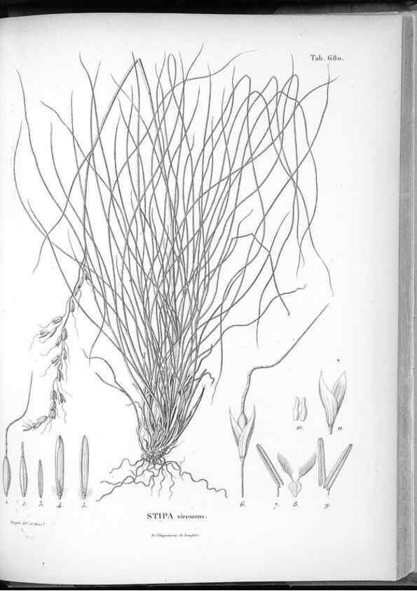 Reproducción/Reproduction 49556927792: Nova genera et species plantarum :. Antverpiae :Ex officina Christophori Plantini ...,1576.. 