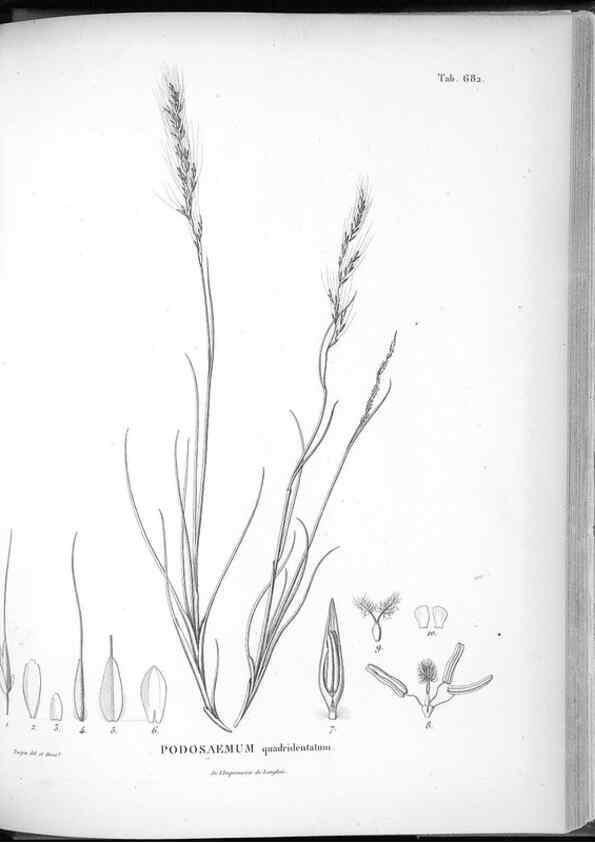 Reproducción/Reproduction 49556928302: Nova genera et species plantarum :. Antverpiae :Ex officina Christophori Plantini ...,1576.. 