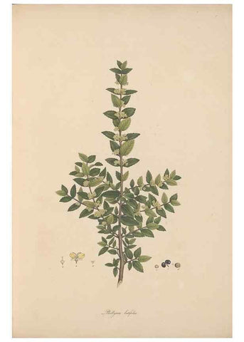 Reproducción/Reproduction 49556763131: Flora Graeca, sive, Plantarum rariorum historia, quas in provinciis aut insulis Graeciae /. Londini :Typis Richardi Taylor et socii, in Vico Shoe-Lane :MDCCCVI-MDCCCXL [1806-1840].. 