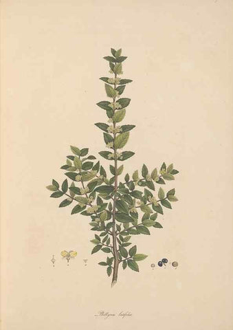 Reproducción/Reproduction 49556763131: Flora Graeca, sive, Plantarum rariorum historia, quas in provinciis aut insulis Graeciae /. Londini :Typis Richardi Taylor et socii, in Vico Shoe-Lane :MDCCCVI-MDCCCXL [1806-1840].. 