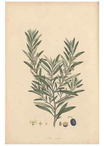 Reproducción/Reproduction 49556266778: Flora Graeca, sive, Plantarum rariorum historia, quas in provinciis aut insulis Graeciae /. Londini :Typis Richardi Taylor et socii, in Vico Shoe-Lane :MDCCCVI-MDCCCXL [1806-1840].. 