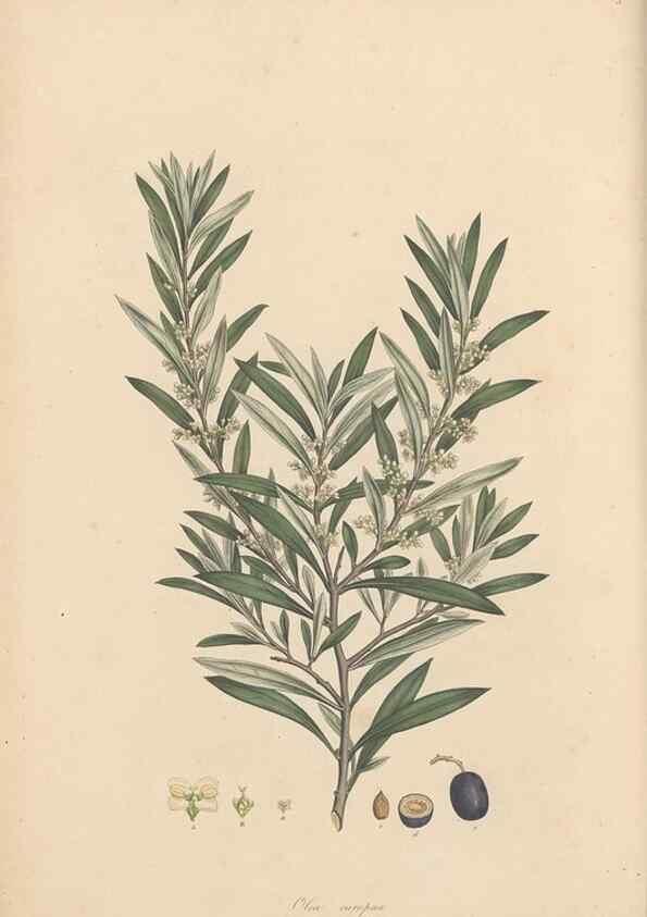 Reproducción/Reproduction 49556266778: Flora Graeca, sive, Plantarum rariorum historia, quas in provinciis aut insulis Graeciae /. Londini :Typis Richardi Taylor et socii, in Vico Shoe-Lane :MDCCCVI-MDCCCXL [1806-1840].. 