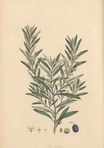 Reproducción/Reproduction 49556266778: Flora Graeca, sive, Plantarum rariorum historia, quas in provinciis aut insulis Graeciae /. Londini :Typis Richardi Taylor et socii, in Vico Shoe-Lane :MDCCCVI-MDCCCXL [1806-1840].. 
