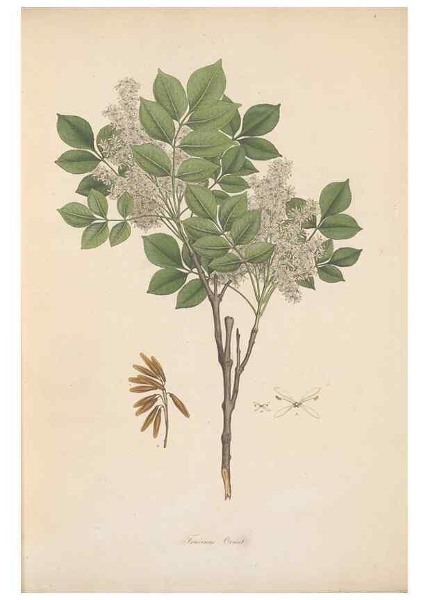 Reproducción/Reproduction 49556267073: Flora Graeca, sive, Plantarum rariorum historia, quas in provinciis aut insulis Graeciae /. Londini :Typis Richardi Taylor et socii, in Vico Shoe-Lane :MDCCCVI-MDCCCXL [1806-1840].. 