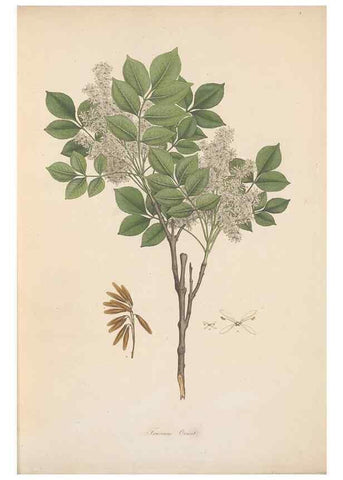 Reproducción/Reproduction 49556267073: Flora Graeca, sive, Plantarum rariorum historia, quas in provinciis aut insulis Graeciae /. Londini :Typis Richardi Taylor et socii, in Vico Shoe-Lane :MDCCCVI-MDCCCXL [1806-1840].. 