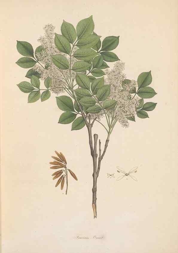 Reproducción/Reproduction 49556267073: Flora Graeca, sive, Plantarum rariorum historia, quas in provinciis aut insulis Graeciae /. Londini :Typis Richardi Taylor et socii, in Vico Shoe-Lane :MDCCCVI-MDCCCXL [1806-1840].. 