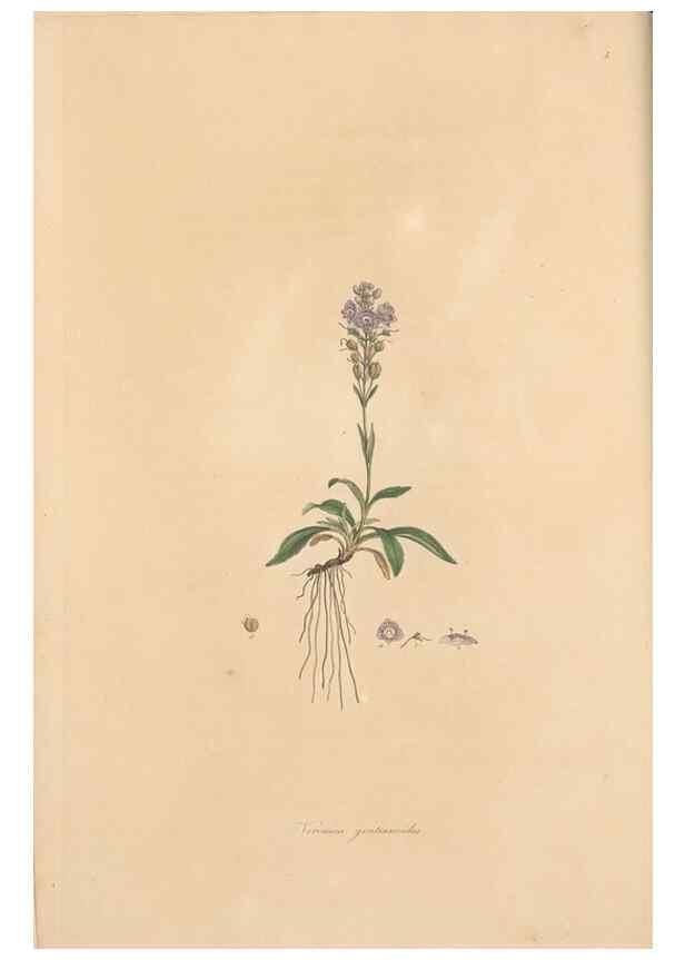 Reproducción/Reproduction 49556267248: Flora Graeca, sive, Plantarum rariorum historia, quas in provinciis aut insulis Graeciae /. Londini :Typis Richardi Taylor et socii, in Vico Shoe-Lane :MDCCCVI-MDCCCXL [1806-1840].. 