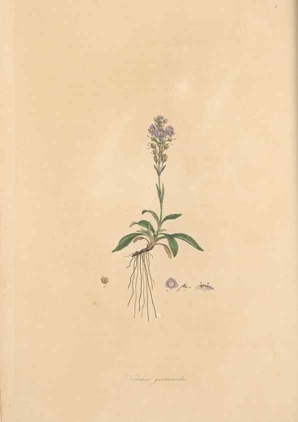 Reproducción/Reproduction 49556267248: Flora Graeca, sive, Plantarum rariorum historia, quas in provinciis aut insulis Graeciae /. Londini :Typis Richardi Taylor et socii, in Vico Shoe-Lane :MDCCCVI-MDCCCXL [1806-1840].. 
