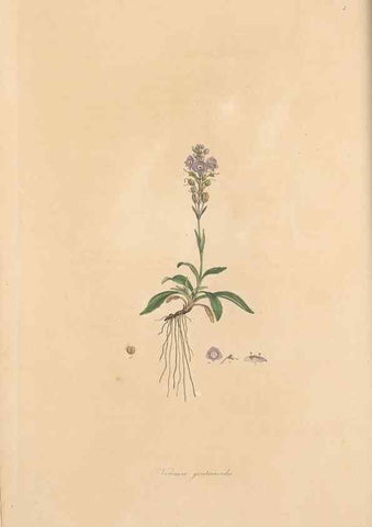 Reproducción/Reproduction 49556267248: Flora Graeca, sive, Plantarum rariorum historia, quas in provinciis aut insulis Graeciae /. Londini :Typis Richardi Taylor et socii, in Vico Shoe-Lane :MDCCCVI-MDCCCXL [1806-1840].. 