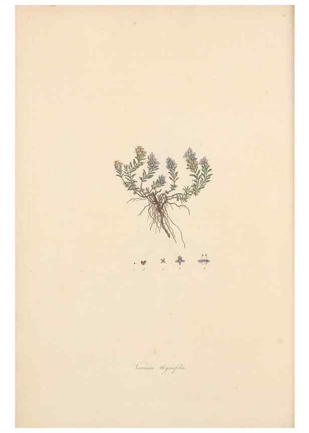 Reproducción/Reproduction 49556764231: Flora Graeca, sive, Plantarum rariorum historia, quas in provinciis aut insulis Graeciae /. Londini :Typis Richardi Taylor et socii, in Vico Shoe-Lane :MDCCCVI-MDCCCXL [1806-1840].. 