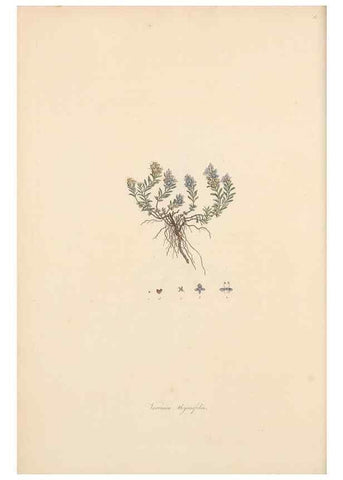 Reproducción/Reproduction 49556764231: Flora Graeca, sive, Plantarum rariorum historia, quas in provinciis aut insulis Graeciae /. Londini :Typis Richardi Taylor et socii, in Vico Shoe-Lane :MDCCCVI-MDCCCXL [1806-1840].. 