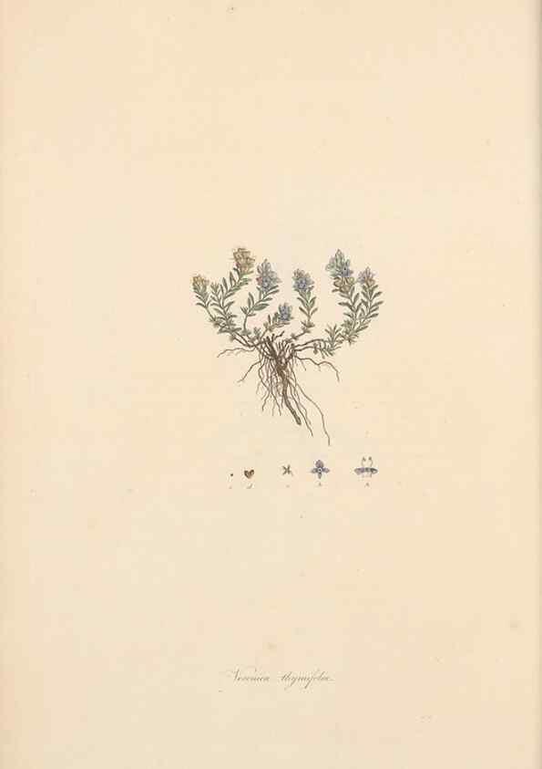 Reproducción/Reproduction 49556764231: Flora Graeca, sive, Plantarum rariorum historia, quas in provinciis aut insulis Graeciae /. Londini :Typis Richardi Taylor et socii, in Vico Shoe-Lane :MDCCCVI-MDCCCXL [1806-1840].. 