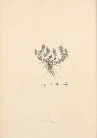 Reproducción/Reproduction 49556764231: Flora Graeca, sive, Plantarum rariorum historia, quas in provinciis aut insulis Graeciae /. Londini :Typis Richardi Taylor et socii, in Vico Shoe-Lane :MDCCCVI-MDCCCXL [1806-1840].. 