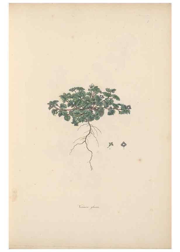 Reproducción/Reproduction 49557001447: Flora Graeca, sive, Plantarum rariorum historia, quas in provinciis aut insulis Graeciae /. Londini :Typis Richardi Taylor et socii, in Vico Shoe-Lane :MDCCCVI-MDCCCXL [1806-1840].. 