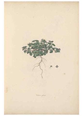 Reproducción/Reproduction 49557001447: Flora Graeca, sive, Plantarum rariorum historia, quas in provinciis aut insulis Graeciae /. Londini :Typis Richardi Taylor et socii, in Vico Shoe-Lane :MDCCCVI-MDCCCXL [1806-1840].. 