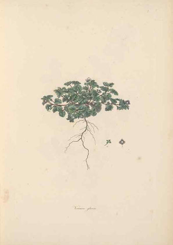 Reproducción/Reproduction 49557001447: Flora Graeca, sive, Plantarum rariorum historia, quas in provinciis aut insulis Graeciae /. Londini :Typis Richardi Taylor et socii, in Vico Shoe-Lane :MDCCCVI-MDCCCXL [1806-1840].. 
