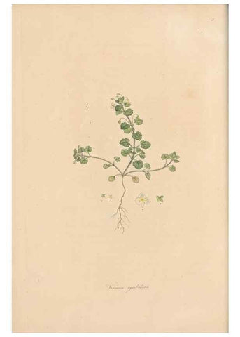 Reproducción/Reproduction 49556765111: Flora Graeca, sive, Plantarum rariorum historia, quas in provinciis aut insulis Graeciae /. Londini :Typis Richardi Taylor et socii, in Vico Shoe-Lane :MDCCCVI-MDCCCXL [1806-1840].. 