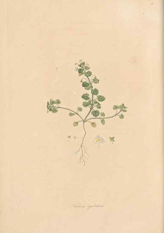 Reproducción/Reproduction 49556765111: Flora Graeca, sive, Plantarum rariorum historia, quas in provinciis aut insulis Graeciae /. Londini :Typis Richardi Taylor et socii, in Vico Shoe-Lane :MDCCCVI-MDCCCXL [1806-1840].. 