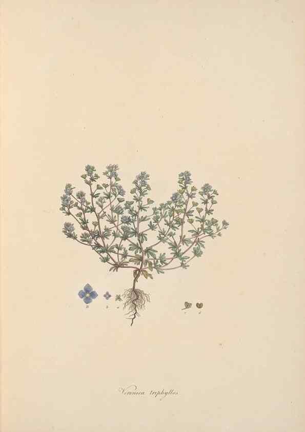 Reproducción/Reproduction 49556765321: Flora Graeca, sive, Plantarum rariorum historia, quas in provinciis aut insulis Graeciae /. Londini :Typis Richardi Taylor et socii, in Vico Shoe-Lane :MDCCCVI-MDCCCXL [1806-1840].. 
