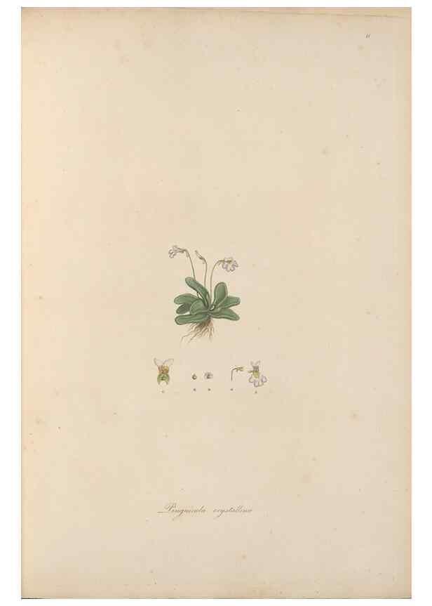 Reproducción/Reproduction 49556268878: Flora Graeca, sive, Plantarum rariorum historia, quas in provinciis aut insulis Graeciae /. Londini :Typis Richardi Taylor et socii, in Vico Shoe-Lane :MDCCCVI-MDCCCXL [1806-1840].. 