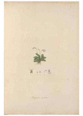Reproducción/Reproduction 49556268878: Flora Graeca, sive, Plantarum rariorum historia, quas in provinciis aut insulis Graeciae /. Londini :Typis Richardi Taylor et socii, in Vico Shoe-Lane :MDCCCVI-MDCCCXL [1806-1840].. 