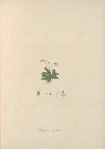 Reproducción/Reproduction 49556268878: Flora Graeca, sive, Plantarum rariorum historia, quas in provinciis aut insulis Graeciae /. Londini :Typis Richardi Taylor et socii, in Vico Shoe-Lane :MDCCCVI-MDCCCXL [1806-1840].. 