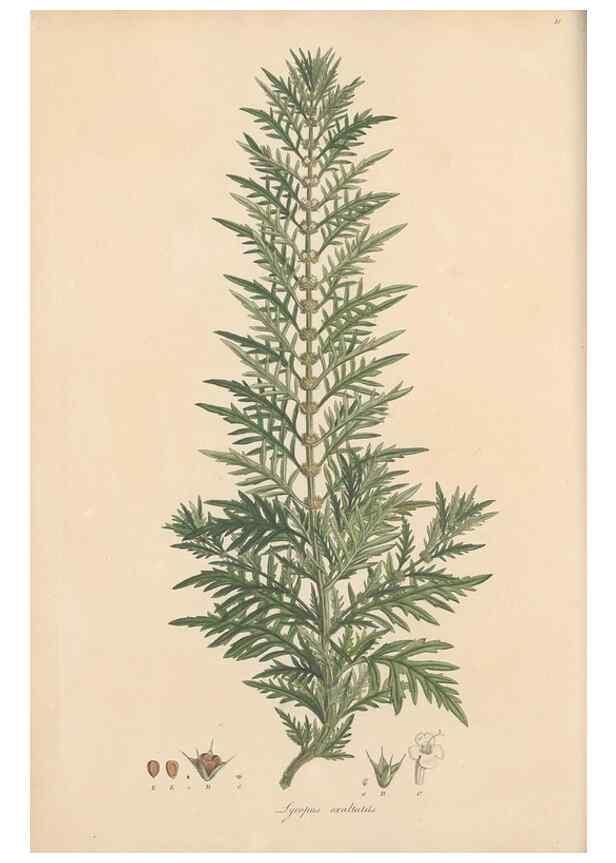 Reproducción/Reproduction 49557002852: Flora Graeca, sive, Plantarum rariorum historia, quas in provinciis aut insulis Graeciae /. Londini :Typis Richardi Taylor et socii, in Vico Shoe-Lane :MDCCCVI-MDCCCXL [1806-1840].. 