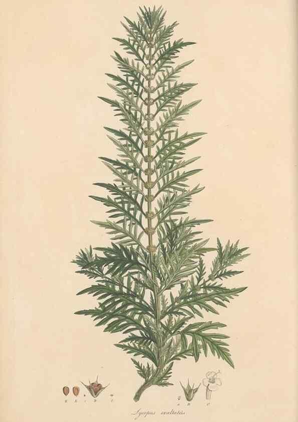 Reproducción/Reproduction 49557002852: Flora Graeca, sive, Plantarum rariorum historia, quas in provinciis aut insulis Graeciae /. Londini :Typis Richardi Taylor et socii, in Vico Shoe-Lane :MDCCCVI-MDCCCXL [1806-1840].. 