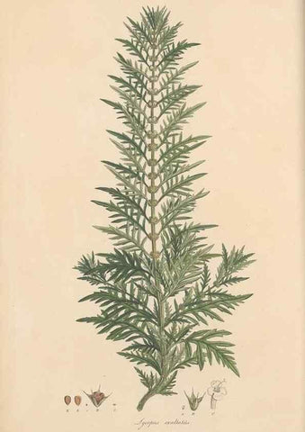 Reproducción/Reproduction 49557002852: Flora Graeca, sive, Plantarum rariorum historia, quas in provinciis aut insulis Graeciae /. Londini :Typis Richardi Taylor et socii, in Vico Shoe-Lane :MDCCCVI-MDCCCXL [1806-1840].. 