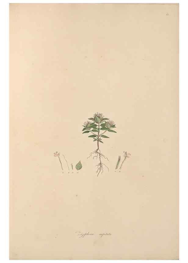 Reproducción/Reproduction 49556269513: Flora Graeca, sive, Plantarum rariorum historia, quas in provinciis aut insulis Graeciae /. Londini :Typis Richardi Taylor et socii, in Vico Shoe-Lane :MDCCCVI-MDCCCXL [1806-1840].. 