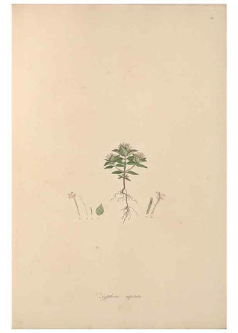 Reproducción/Reproduction 49556269513: Flora Graeca, sive, Plantarum rariorum historia, quas in provinciis aut insulis Graeciae /. Londini :Typis Richardi Taylor et socii, in Vico Shoe-Lane :MDCCCVI-MDCCCXL [1806-1840].. 