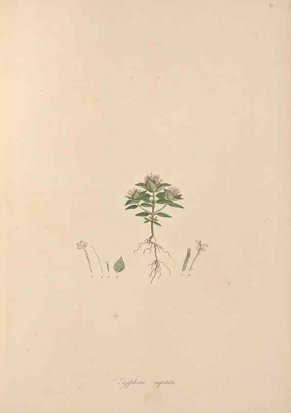 Reproducción/Reproduction 49556269513: Flora Graeca, sive, Plantarum rariorum historia, quas in provinciis aut insulis Graeciae /. Londini :Typis Richardi Taylor et socii, in Vico Shoe-Lane :MDCCCVI-MDCCCXL [1806-1840].. 