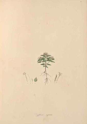 Reproducción/Reproduction 49556269513: Flora Graeca, sive, Plantarum rariorum historia, quas in provinciis aut insulis Graeciae /. Londini :Typis Richardi Taylor et socii, in Vico Shoe-Lane :MDCCCVI-MDCCCXL [1806-1840].. 