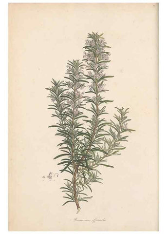 Reproducción/Reproduction 49556766511: Flora Graeca, sive, Plantarum rariorum historia, quas in provinciis aut insulis Graeciae /. Londini :Typis Richardi Taylor et socii, in Vico Shoe-Lane :MDCCCVI-MDCCCXL [1806-1840].. 