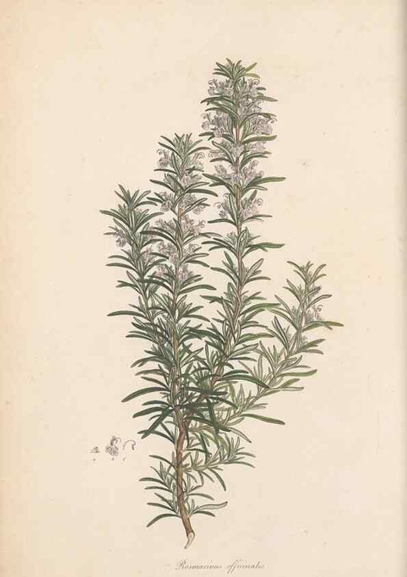 Reproducción/Reproduction 49556766511: Flora Graeca, sive, Plantarum rariorum historia, quas in provinciis aut insulis Graeciae /. Londini :Typis Richardi Taylor et socii, in Vico Shoe-Lane :MDCCCVI-MDCCCXL [1806-1840].. 