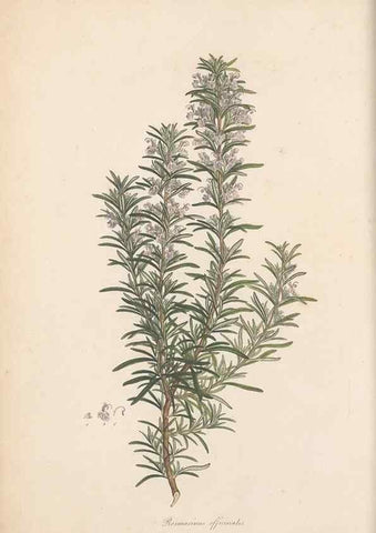 Reproducción/Reproduction 49556766511: Flora Graeca, sive, Plantarum rariorum historia, quas in provinciis aut insulis Graeciae /. Londini :Typis Richardi Taylor et socii, in Vico Shoe-Lane :MDCCCVI-MDCCCXL [1806-1840].. 