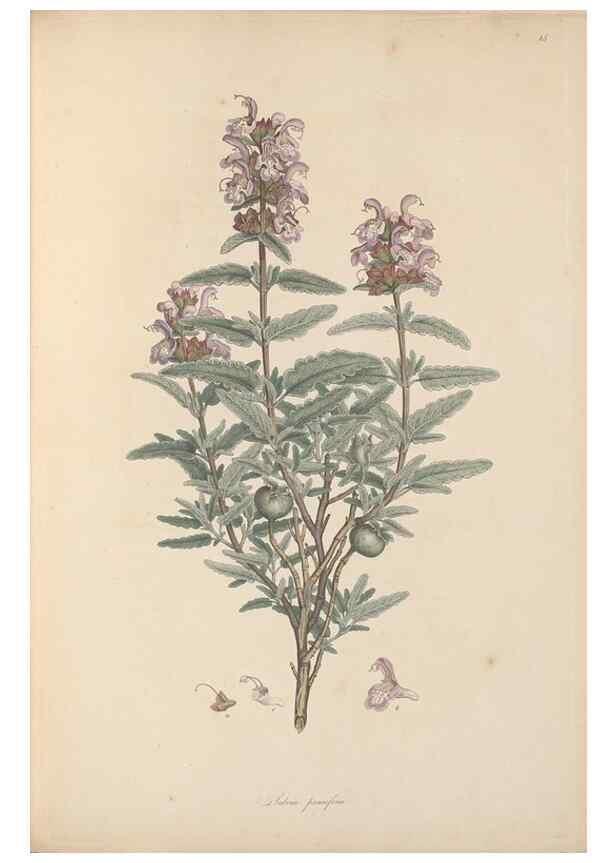Reproducción/Reproduction 49556766881: Flora Graeca, sive, Plantarum rariorum historia, quas in provinciis aut insulis Graeciae /. Londini :Typis Richardi Taylor et socii, in Vico Shoe-Lane :MDCCCVI-MDCCCXL [1806-1840].. 