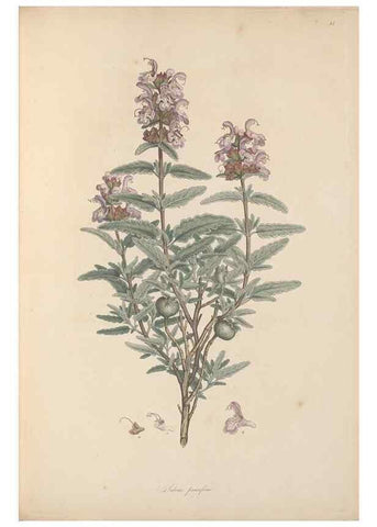 Reproducción/Reproduction 49556766881: Flora Graeca, sive, Plantarum rariorum historia, quas in provinciis aut insulis Graeciae /. Londini :Typis Richardi Taylor et socii, in Vico Shoe-Lane :MDCCCVI-MDCCCXL [1806-1840].. 