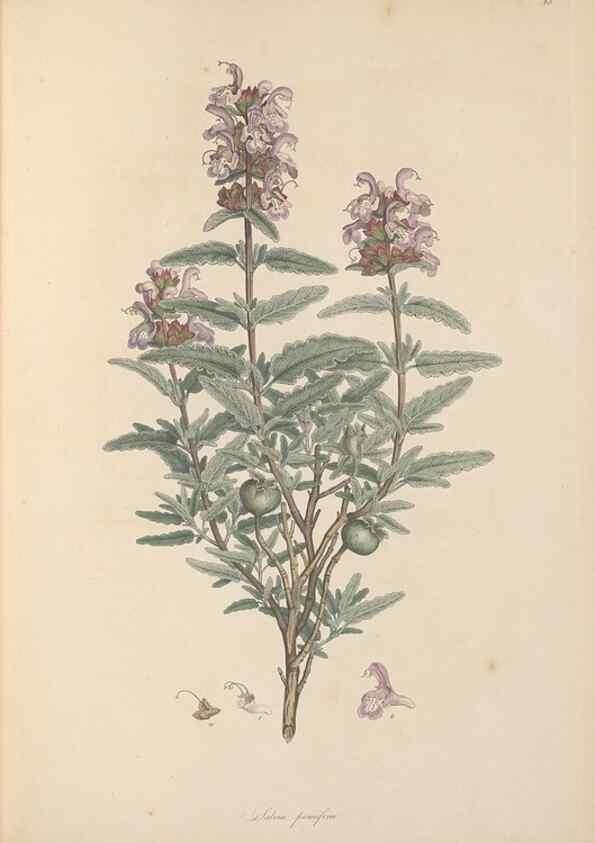 Reproducción/Reproduction 49556766881: Flora Graeca, sive, Plantarum rariorum historia, quas in provinciis aut insulis Graeciae /. Londini :Typis Richardi Taylor et socii, in Vico Shoe-Lane :MDCCCVI-MDCCCXL [1806-1840].. 